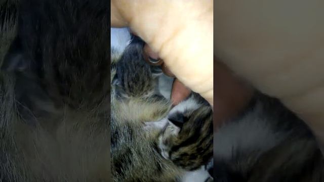 Новорожденный котята смотреть онлайн
