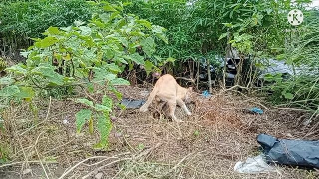 KUCING,KUCING KAWIN,JADI WASIT KUCING KAWIN KUAT 4 RONDE,LA DIRIMU || CAH CONSLET2