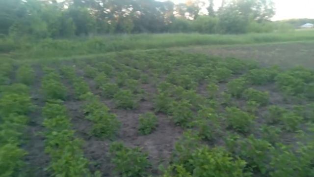 Картофель сорт Русский состояние на июнь (2021) смотреть онлайн