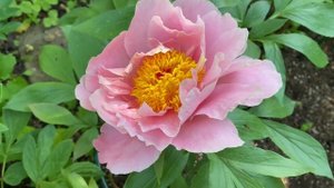 Пион “Heavenly Masterpiece”