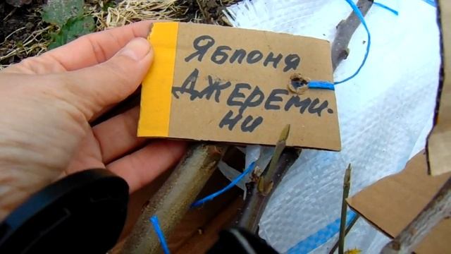 ГДЕ ВЫПИСЫВАЮ РАСТЕНИЯ И КАКОЙ ПОСАДОЧНЫЙ МАТЕРИАЛ ПОЛУЧАЮ . НАДЕЖНЫЕ ПРОДАВЦЫ РАСТЕНИЙ