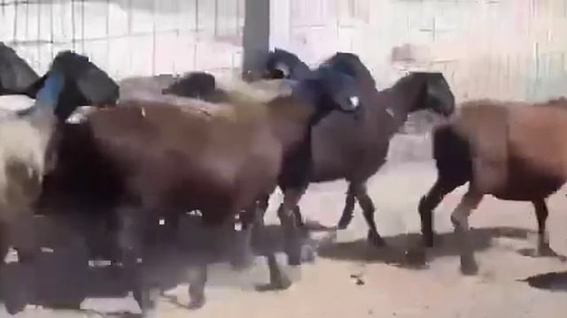 3-4-5 рожавшие овцы для откорма по 35000тг(82$),Туркестанская область,Арыс,+77052695636,+7701601868 смотреть онлайн