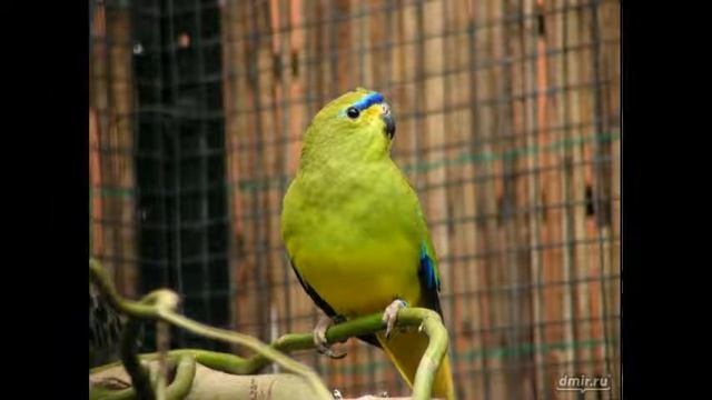 Лазурный травяной попугайчик смотреть онлайн