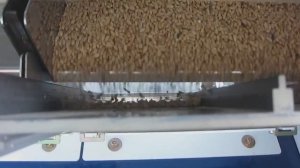 Сортировка пшеницы от овсюга на фотосепараторе Фокус