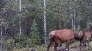 ИЗЮБРИХА С ТЕЛЕНКОМ НА СОЛОНЦЕ