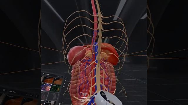 BodyMap - Powerful VR Anatomy Learning and Training Platform смотреть онлайн