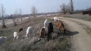 В каком возрасте покупать козу??