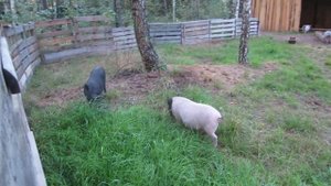 Вопросы и ответы по вьетнамским свиньям: Часть 2.