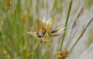 Растения Ceratocaryum argenteum выдают семена за навоз для обмана жуков-навозников.