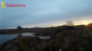 Где Искать Фазана на Охоте? Videoohota