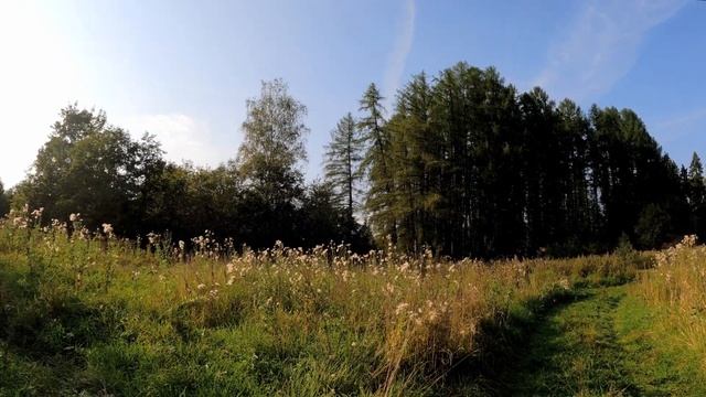 Клушино | База отдыха МАИ | Прощание с лиственничной рощей | Солнечногорский район | Московская обл