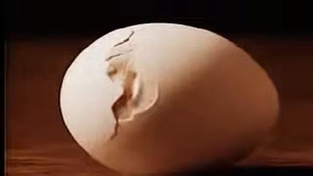 вылупление цыпленка. замедленная съемка