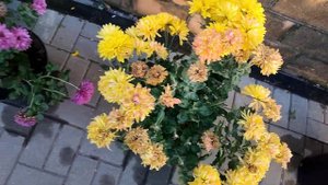 Почему не цветёт вовремя Хризантема мультифлора?