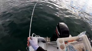 shimano zodias 2020 test on winter pinky snapper