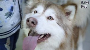 6 интересных фактов об аляскинском маламуте