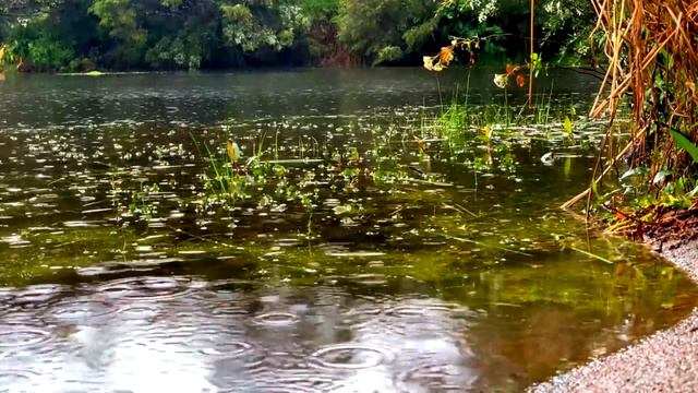 Звуки дождя ASMR | Шум дождя и пение птиц на берегу озера для мгновенного сна и расслабления. смотреть онлайн