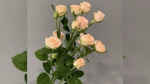 Кустовые розы красивого кремового цвета для Ваших любимых!