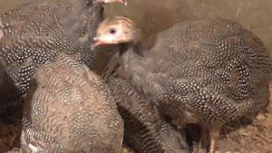 Где купить цесарку?