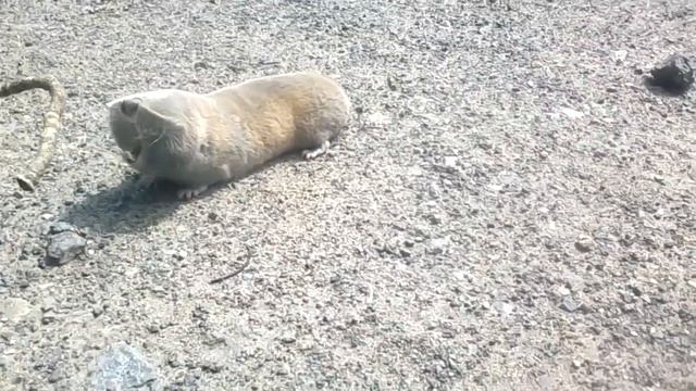 какой грызун на Верху смотреть онлайн