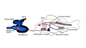 Надкласс Рыбы. Строение