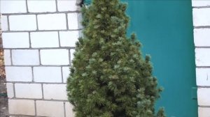 Ель канадская Conica в саду. Сорта: Rainbows End и Blue Wonder.