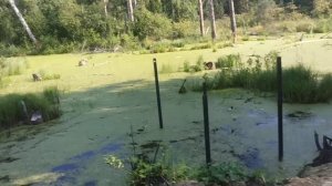 Забор из металлического штакетника. Монтаж забора из металлического штакетника Кантри от УЗКМ.