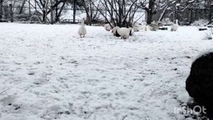 САМАЯ ОГРОМНАЯ ПОРОДА ГУСЕЙ! ГУСИ ВЕЛИКАНЫ ПО 15 КГ! ОЧЕНЬ КРАСИВЫЙ И КРУПНЫЙ ГУСЬ! МУСКУСНЫЕ УТКИ