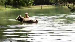 Корова плавает!
