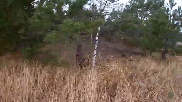 К-700 +самодельный корчеватель смотреть онлайн