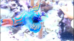 Рыба Мандаринка