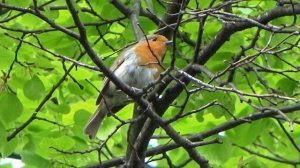 Голоса птиц. Зарянка (малиновка)_Erithacus rubecula