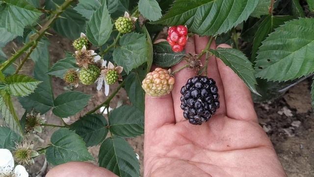 Ежевика Киова (Кайова) смотреть онлайн