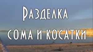 ? Разделка косатки на Дальнем Востоке ?