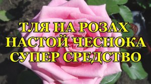 НАСТОЙ ЧЕСНОКА СУПЕР СРЕДСТВО ОТ ТЛИ НА РОЗАХ