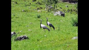 журавль или аист