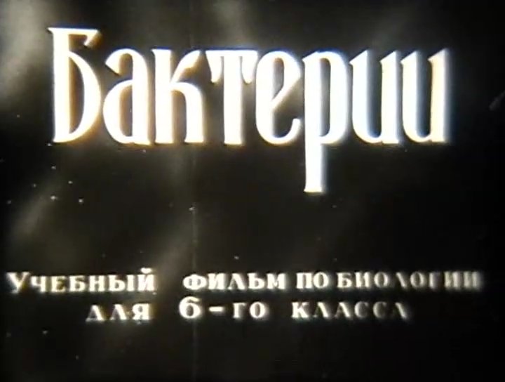 Бактерии