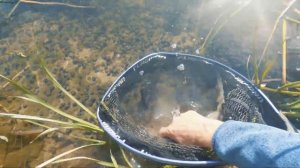 Рыбалка на Десне! Клюют подусты монстры на сильном течении! Ловля на фидер осенью 2020!