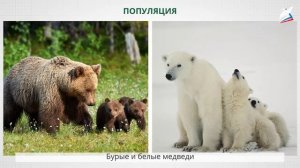 Вид. Критерии вида. Популяции