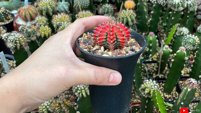 Gymnocalycium Mihanovichii & Multicolor Variegata & Other Grafted Gymno | apr22 смотреть онлайн
