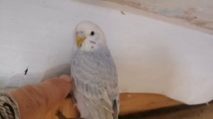Как научить Волнистого попугая Разговаривать и приучить к рукам