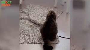 Почему кошка машет хвостом?