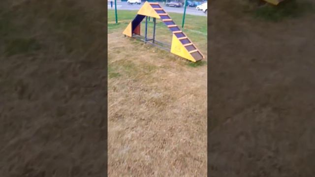 Умная собака грифон. Пти-брабансон. собаки питомцы