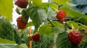 Ремонтантная малина Элегантная