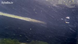 Воблер Pontoon 21 Shallow First. Подводная съемка. Underwater