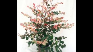 Брейния для теплиц, квартир и террариума