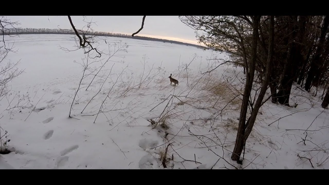 Охота на зайца. Перехват. Hunting for hares.mp4