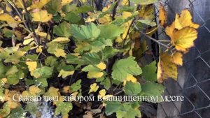 Хурма Из Косточек . Посадка в открытый грунт.