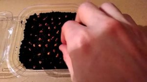 Виноград из семян 2 серия