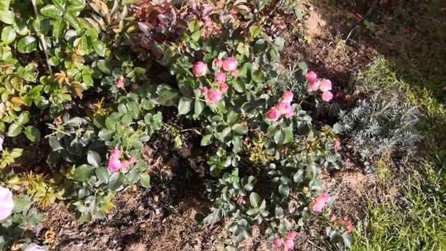 Мои розы в сентябре.Цветение роз. Подмосковье. Rose. Флорибунда, остина, шраб, плетистая роза смотреть онлайн