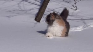 Кошка идет по глубокому снегу. Топ видео на YouTube